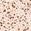 Terrazzo behang Days of Bloom light terra