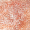 Bloemen Behang  Heart of Dahlia - Salmon Pink