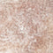 Bloemen Behang  Heart of Dahlia - Stone Linen